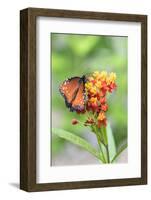 Queen butterfly, Scarlet Milkweed, USA-Lisa S Engelbrecht-Framed Photographic Print