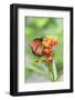 Queen butterfly, Scarlet Milkweed, USA-Lisa S Engelbrecht-Framed Photographic Print