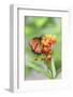 Queen butterfly, Scarlet Milkweed, USA-Lisa S Engelbrecht-Framed Photographic Print