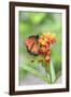 Queen butterfly, Scarlet Milkweed, USA-Lisa S Engelbrecht-Framed Photographic Print