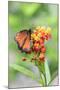 Queen butterfly, Scarlet Milkweed, USA-Lisa S Engelbrecht-Mounted Photographic Print