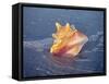Queen Conch in Sea Foam-Lynn M^ Stone-Framed Stretched Canvas
