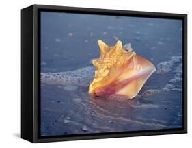 Queen Conch in Sea Foam-Lynn M^ Stone-Framed Stretched Canvas