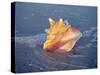 Queen Conch in Sea Foam-Lynn M^ Stone-Stretched Canvas
