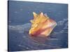 Queen Conch in Sea Foam-Lynn M^ Stone-Stretched Canvas