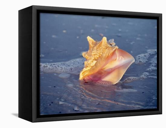 Queen Conch in Sea Foam-Lynn M^ Stone-Framed Stretched Canvas