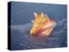 Queen Conch in Sea Foam-Lynn M^ Stone-Stretched Canvas