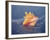 Queen Conch in Sea Foam-Lynn M^ Stone-Framed Photographic Print