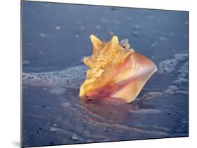 Queen Conch in Sea Foam-Lynn M^ Stone-Mounted Photographic Print