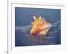 Queen Conch in Sea Foam-Lynn M^ Stone-Framed Photographic Print