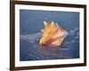 Queen Conch in Sea Foam-Lynn M^ Stone-Framed Photographic Print