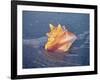 Queen Conch in Sea Foam-Lynn M^ Stone-Framed Photographic Print