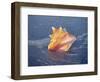 Queen Conch in Sea Foam-Lynn M^ Stone-Framed Photographic Print