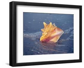 Queen Conch in Sea Foam-Lynn M^ Stone-Framed Photographic Print