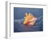 Queen Conch in Sea Foam-Lynn M^ Stone-Framed Photographic Print