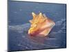 Queen Conch in Sea Foam-Lynn M^ Stone-Mounted Photographic Print