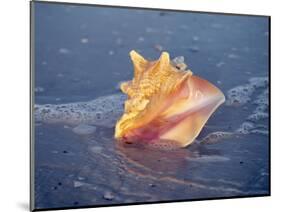 Queen Conch in Sea Foam-Lynn M^ Stone-Mounted Photographic Print