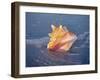 Queen Conch in Sea Foam-Lynn M^ Stone-Framed Photographic Print
