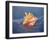 Queen Conch in Sea Foam-Lynn M^ Stone-Framed Photographic Print