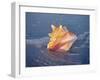 Queen Conch in Sea Foam-Lynn M^ Stone-Framed Photographic Print