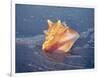 Queen Conch in Sea Foam-Lynn M^ Stone-Framed Photographic Print