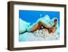 Queen conch laying eggs, Exuma Cays, Bahamas-Shane Gross-Framed Photographic Print