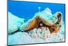 Queen conch laying eggs, Exuma Cays, Bahamas-Shane Gross-Mounted Photographic Print