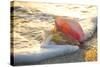 Queen Conch Shell at Edge of Surf on Sandy Beach at Sunset, Nokomis, Florida, USA-Lynn M^ Stone-Stretched Canvas