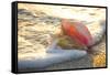 Queen Conch Shell at Edge of Surf on Sandy Beach at Sunset, Nokomis, Florida, USA-Lynn M^ Stone-Framed Stretched Canvas