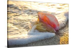 Queen Conch Shell at Edge of Surf on Sandy Beach at Sunset, Nokomis, Florida, USA-Lynn M^ Stone-Stretched Canvas
