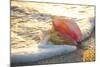 Queen Conch Shell at Edge of Surf on Sandy Beach at Sunset, Nokomis, Florida, USA-Lynn M^ Stone-Mounted Photographic Print