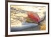 Queen Conch Shell at Edge of Surf on Sandy Beach at Sunset, Nokomis, Florida, USA-Lynn M^ Stone-Framed Photographic Print