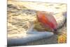 Queen Conch Shell at Edge of Surf on Sandy Beach at Sunset, Nokomis, Florida, USA-Lynn M^ Stone-Mounted Photographic Print