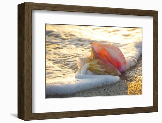 Queen Conch Shell at Edge of Surf on Sandy Beach at Sunset, Nokomis, Florida, USA-Lynn M^ Stone-Framed Photographic Print