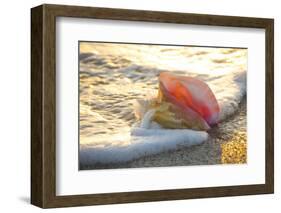 Queen Conch Shell at Edge of Surf on Sandy Beach at Sunset, Nokomis, Florida, USA-Lynn M^ Stone-Framed Photographic Print