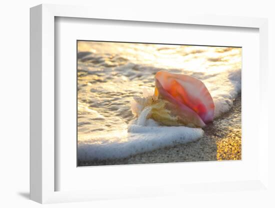 Queen Conch Shell at Edge of Surf on Sandy Beach at Sunset, Nokomis, Florida, USA-Lynn M^ Stone-Framed Photographic Print