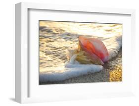 Queen Conch Shell at Edge of Surf on Sandy Beach at Sunset, Nokomis, Florida, USA-Lynn M^ Stone-Framed Photographic Print