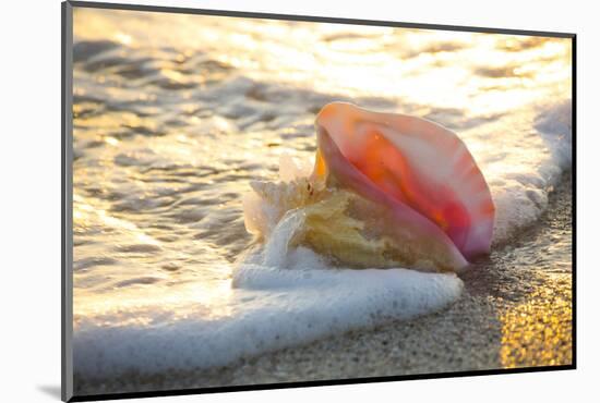 Queen Conch Shell at Edge of Surf on Sandy Beach at Sunset, Nokomis, Florida, USA-Lynn M^ Stone-Mounted Photographic Print