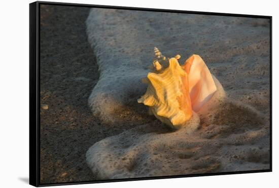 Queen Conch Shell at Edge of Surf on Sandy Beach, Nokomis, Florida, USA-Lynn M^ Stone-Framed Stretched Canvas