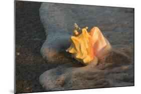 Queen Conch Shell at Edge of Surf on Sandy Beach, Nokomis, Florida, USA-Lynn M^ Stone-Mounted Photographic Print