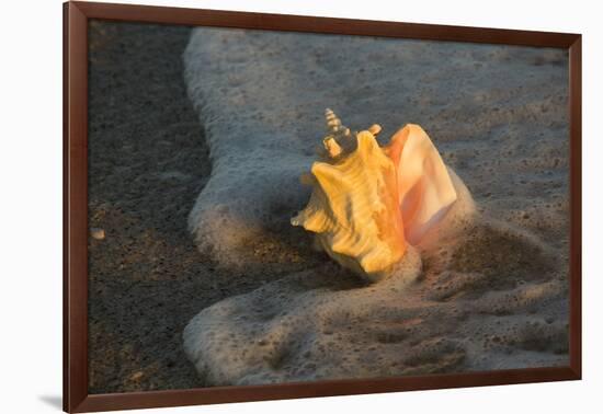 Queen Conch Shell at Edge of Surf on Sandy Beach, Nokomis, Florida, USA-Lynn M^ Stone-Framed Photographic Print