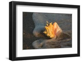 Queen Conch Shell at Edge of Surf on Sandy Beach, Nokomis, Florida, USA-Lynn M^ Stone-Framed Photographic Print