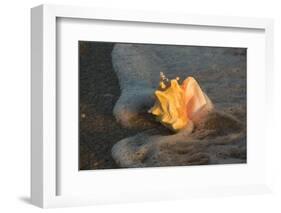 Queen Conch Shell at Edge of Surf on Sandy Beach, Nokomis, Florida, USA-Lynn M^ Stone-Framed Photographic Print