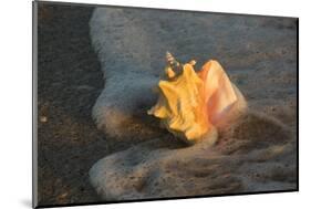 Queen Conch Shell at Edge of Surf on Sandy Beach, Nokomis, Florida, USA-Lynn M^ Stone-Mounted Photographic Print