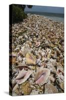 Queen Conch Shells Harvested for their Meat, Hat Caye, Lighthouse Reef, Atoll, Belize-Pete Oxford-Stretched Canvas