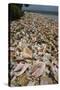 Queen Conch Shells Harvested for their Meat, Hat Caye, Lighthouse Reef, Atoll, Belize-Pete Oxford-Stretched Canvas