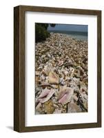 Queen Conch Shells Harvested for their Meat, Hat Caye, Lighthouse Reef, Atoll, Belize-Pete Oxford-Framed Photographic Print