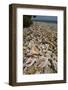 Queen Conch Shells Harvested for their Meat, Hat Caye, Lighthouse Reef, Atoll, Belize-Pete Oxford-Framed Photographic Print