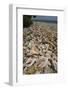 Queen Conch Shells Harvested for their Meat, Hat Caye, Lighthouse Reef, Atoll, Belize-Pete Oxford-Framed Photographic Print