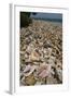 Queen Conch Shells Harvested for their Meat, Hat Caye, Lighthouse Reef, Atoll, Belize-Pete Oxford-Framed Photographic Print